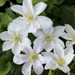 Italiensk Skovranke 'Huldine' Clematis Viticella 'Huldine' Potte 2,0 Liter,- Opbundet 60-100 Cm