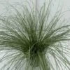Star 'Frosted Curls' Carex Comans 'Frosted Curls' Potte 2 Liter. -Siriu Planter Butik p5703 34094 carex albula frosted curls 94ef