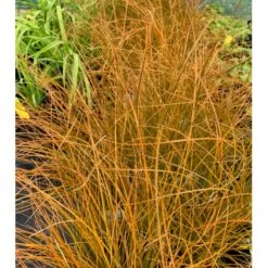 Star 'Prairie Fire' Carex Testacea 'Prairie Fire' Potte 2 Liter. -Siriu Planter Butik p5705 36053 carex testacea acc1