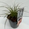 Star 'Prairie Fire' Carex Testacea 'Prairie Fire' Potte 2 Liter. -Siriu Planter Butik p5705 48320 carex testacea prairie fire 757c