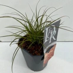 Star 'Prairie Fire' Carex Testacea 'Prairie Fire' Potte 2 Liter.
