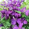 Klematis 'Jackmanii' Clematis Hybrid 'Jackmanii' Potte 2,0 Liter,- Opbundet