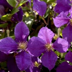 Klematis 'Jackmanii' Clematis Hybrid 'Jackmanii' Potte 2,0 Liter,- Opbundet -Siriu Planter Butik p570 48578 clematis hybrid jackmanii 48ab