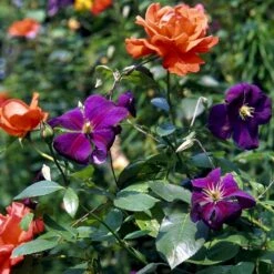 Klematis 'Jackmanii' Clematis Hybrid 'Jackmanii' Potte 2,0 Liter,- Opbundet -Siriu Planter Butik p570 48579 clematis hybrid jackmanii 3e9a