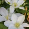 Klematis 'Madame Le Coultre' Clematis Hybrid 'Madame Le Coultre' Potte 2,0 Liter,- Opbundet -Siriu Planter Butik p571 27683 clematis hybrid mme le coultre f3c3
