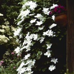 Siriu Planter Butik -Siriu Planter Butik p571 48581 clematis hybrid madame le coultre 12a9