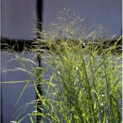 Rishirse 'Prairie Sky' Panicum Virgatum 'Prairie Sky' Potte 2,0 Liter,- 40-60 Cm. -Siriu Planter Butik p5726 36573 panicum virgatum prairie sky d02e