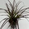 Lampepudsergræs 'Rubrum' Pennisetum Advena 'Rubrum' Potte 2 Liter. -Siriu Planter Butik p5727 34168 pennisetum advena rubrum 3efb