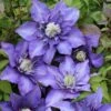 Klematis 'Multi Blue' Clematis Hybrid 'Multi Blue' Potte 2,0 Liter,- Opbundet -Siriu Planter Butik p573 27686 clematis hybrid multi blue d2f4