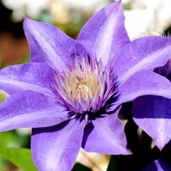 Klematis 'Multi Blue' Clematis Hybrid 'Multi Blue' Potte 2,0 Liter,- Opbundet -Siriu Planter Butik p573 48590 clematis hybrid multi blue 29ba