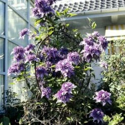 Klematis 'Multi Blue' Clematis Hybrid 'Multi Blue' Potte 2,0 Liter,- Opbundet -Siriu Planter Butik p573 48592 clematis hybrid multi blue 72b5