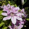 Klematis 'Nelly Moser' Clematis Hybrid 'Nelly Moser' Potte 2,0 Liter,- Opbundet 60-100 Cm -Siriu Planter Butik p574 27684 clematis hybrid nelly moser a414
