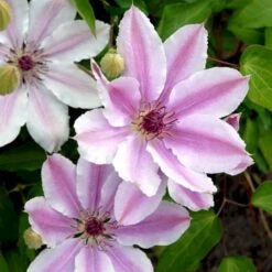 Klematis 'Nelly Moser' Clematis Hybrid 'Nelly Moser' Potte 2,0 Liter,- Opbundet 60-100 Cm -Siriu Planter Butik p574 48594 clematis hybrid nelly moser f2f1