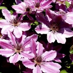 Klematis 'Nelly Moser' Clematis Hybrid 'Nelly Moser' Potte 2,0 Liter,- Opbundet 60-100 Cm -Siriu Planter Butik p574 48595 clematis hybrid nelly moser 5e1a