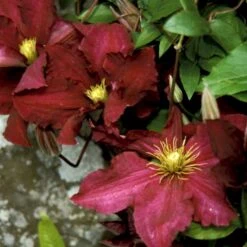 Klematis 'Niobe' Clematis Hybrid 'Niobe' Potte 2,0 Liter,- Opbundet 10 Klematis 'Niobe' Clematis Hybrid 'Niobe' Potte 2,0 Liter,- Opbundet -Siriu Planter Butik p575 48596 clematis hybrid niobe 9fe3