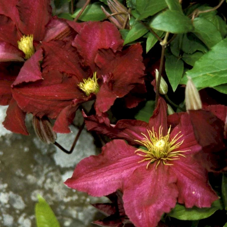 Klematis 'Niobe' Clematis Hybrid 'Niobe' Potte 2,0 Liter,- Opbundet 4 Klematis 'Niobe' Clematis Hybrid 'Niobe' Potte 2,0 Liter,- Opbundet - Billede 2