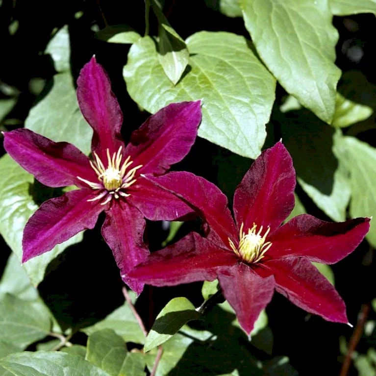 Klematis 'Niobe' Clematis Hybrid 'Niobe' Potte 2,0 Liter,- Opbundet 5 Klematis 'Niobe' Clematis Hybrid 'Niobe' Potte 2,0 Liter,- Opbundet - Billede 3