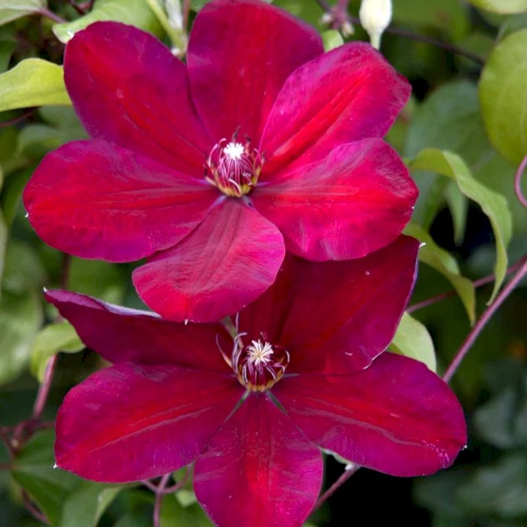 Klematis 'Niobe' Clematis Hybrid 'Niobe' Potte 2,0 Liter,- Opbundet 6 Klematis 'Niobe' Clematis Hybrid 'Niobe' Potte 2,0 Liter,- Opbundet - Billede 4