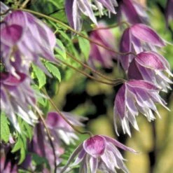 Småblomstrende Klematis Clematis Macropetala Potte 2,0 Liter,- Opbundet 60-100 Cm -Siriu Planter Butik p580 48622 clematis macropetala 9952