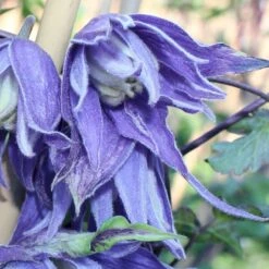 Småblomstrende Klematis Clematis Macropetala Potte 2,0 Liter,- Opbundet 60-100 Cm -Siriu Planter Butik p580 50576 clematis macropetala b7c2