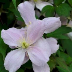 Bjerg-Skovranke 'Rubens' Clematis Montana 'Rubens' Potte 5,0 Liter,- Opbundet 100-150 Cm. -Siriu Planter Butik p584 48641 clematis montana rubens 6215