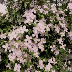 Bjerg-Skovranke 'Rubens' Clematis Montana 'Rubens' Potte 5,0 Liter,- Opbundet 100-150 Cm. -Siriu Planter Butik p584 48642 clematis montana rubens 8bd4