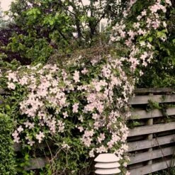 Bjerg-Skovranke 'Rubens' Clematis Montana 'Rubens' Potte 5,0 Liter,- Opbundet 100-150 Cm. -Siriu Planter Butik p584 48643 clematis montana rubens 886f