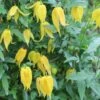 Guld-Skovranke Clematis Tangutica Potte 2,0 Liter,- Opbundet -Siriu Planter Butik p587 27689 clematis tangutica 9110