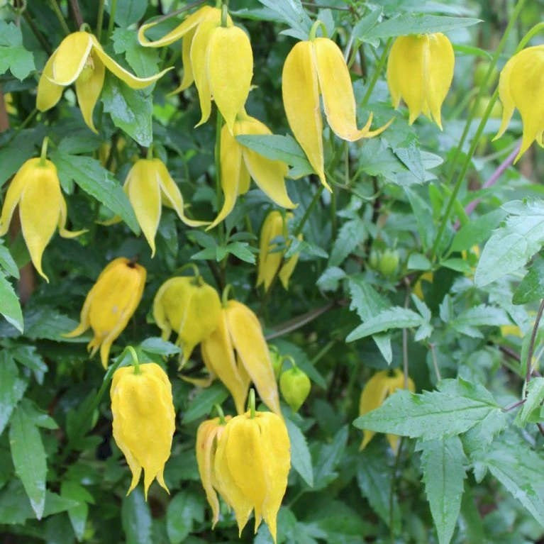 Guld-Skovranke Clematis Tangutica Potte 2,0 Liter,- Opbundet 3 Guld-Skovranke Clematis Tangutica Potte 2,0 Liter,- Opbundet