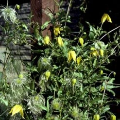 Guld-Skovranke Clematis Tangutica Potte 2,0 Liter,- Opbundet 9 Guld-Skovranke Clematis Tangutica Potte 2,0 Liter,- Opbundet -Siriu Planter Butik p587 48655 clematis tangutica e567