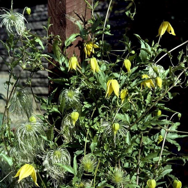 Guld-Skovranke Clematis Tangutica Potte 2,0 Liter,- Opbundet 4 Guld-Skovranke Clematis Tangutica Potte 2,0 Liter,- Opbundet - Billede 2