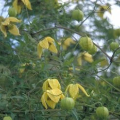 Guld-Skovranke Clematis Tangutica Potte 2,0 Liter,- Opbundet 10 Guld-Skovranke Clematis Tangutica Potte 2,0 Liter,- Opbundet -Siriu Planter Butik p587 48656 clematis tangutica 936b