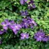 Italiensk Skovranke Clematis Viticella Potte 2,0 Liter,- Opbundet -Siriu Planter Butik p589 48681 clematis viticella cff8