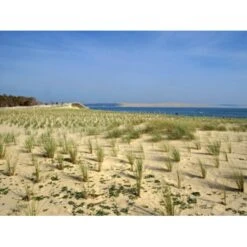 Sandhjælme Ammophila Arenaria 10 Cm Potte