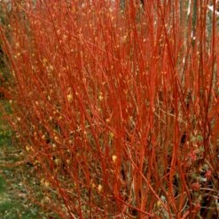 Rødgrenet Kornel 'Sibirica' Cornus Alba 'Sibirica' Barrods,- 1 års (0/1) 50-80 Cm. -Siriu Planter Butik p607 54061 cornus alba sibirica de35