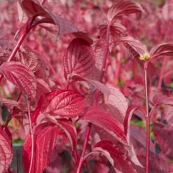 Rødgrenet Kornel 'Sibirica' Cornus Alba 'Sibirica' Barrods,- 1 års (0/1) 50-80 Cm. -Siriu Planter Butik p607 54062 cornus alba sibirica e862