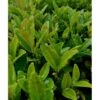 Benved 'Green Spire' Euonymus Micr. 'Green Spire' Potte 1,5 Liter,- 20-30 Cm. -Siriu Planter Butik p6583 36857 euonymus micr green spire c459