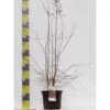 Engriflet Hvidtjørn Crataegus Monogyna Potte 12 Liter,- 100-125 Cm. -Siriu Planter Butik p659 42425 crataegus monogyna haek 018e