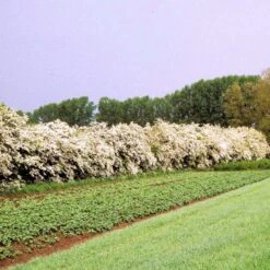 Engriflet Hvidtjørn Crataegus Monogyna Potte 12 Liter,- 100-125 Cm. -Siriu Planter Butik p659 54063 crataegus monogyna d84b