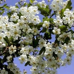 Engriflet Hvidtjørn Crataegus Monogyna Potte 12 Liter,- 100-125 Cm. -Siriu Planter Butik p659 54064 crataegus monogyna 5cd0