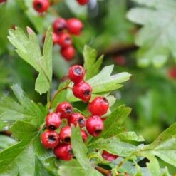 Engriflet Hvidtjørn Crataegus Monogyna Potte 12 Liter,- 100-125 Cm. -Siriu Planter Butik p659 54065 crataegus monogyna 4151