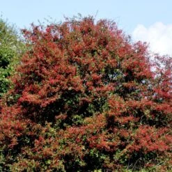 Engriflet Hvidtjørn Crataegus Monogyna Potte 12 Liter,- 100-125 Cm. -Siriu Planter Butik p659 54141 crataegus monogyna f313