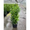 Kirsebærlaurbær 'Genolia' Prunus Laurocerasus 'Genolia' Potte 15 Liter - 100-125 Cm. -Siriu Planter Butik p6631 48046 prunus laurocerasus genolia 2648