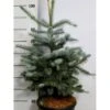 Blågran 'Fat Albert' Picea Pungens 'Fat Albert' Potte 12 Liter,- 60-80 Cm. -Siriu Planter Butik p6640 41563 picea pungens fat albert 4485