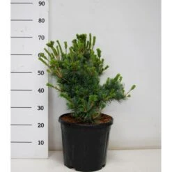 Penselfyr 'Negishi' Pinus Parviflora 'Negishi' Potte 12 Liter,- 40-60 Cm.