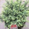 Omorikagran 'Karel' Picea Omorika 'Karel' (dværgform) Potte 2,0 Liter,- 20-25 Cm. -Siriu Planter Butik p6694 4414 picea omorika karel 80fe