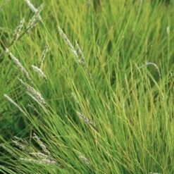 Efterårs-Blåaks Sesleria Autumnalis 10 Cm. Potte