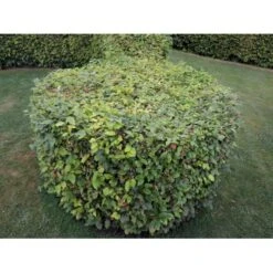 Almindelig Bøg / Bøgehæk Fagus Sylvatica Med Klump,- 150-175 Cm. -Siriu Planter Butik p816 33905 fagus sylvatica 43bf 3