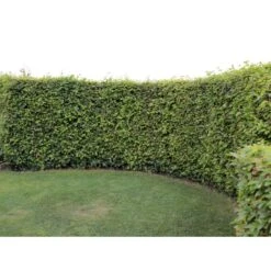 Almindelig Bøg / Bøgehæk Fagus Sylvatica Barrods. 3 års 80-100 Cm. -Siriu Planter Butik p816 33906 fagus sylvatica 0b51