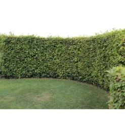 Almindelig Bøg / Bøgehæk Fagus Sylvatica Med Klump,- 150-175 Cm. -Siriu Planter Butik p816 33906 fagus sylvatica 0b51 3